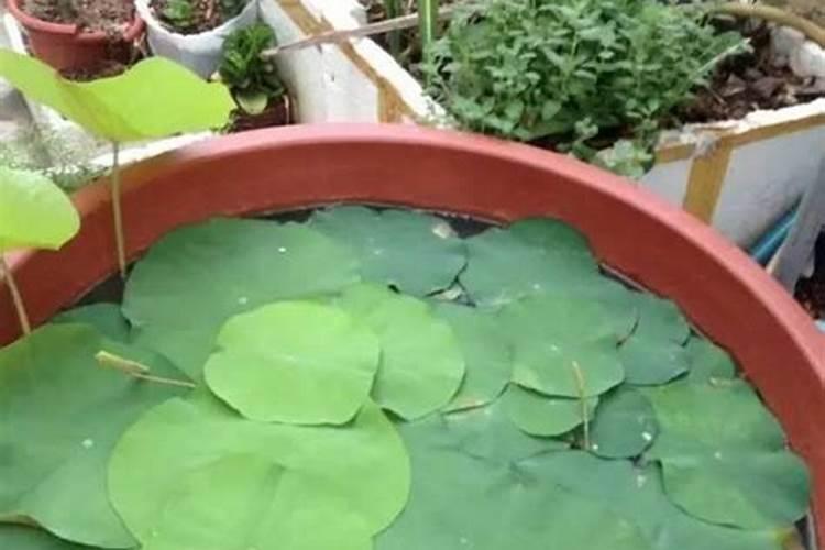 莲藕蓬的功效与作用,莲藕的莲蓬有什么作用和功效？