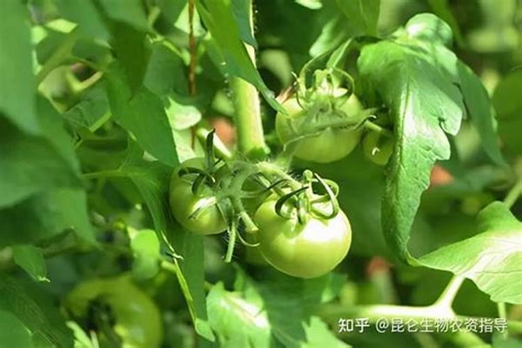 西红柿如何快速缓苗