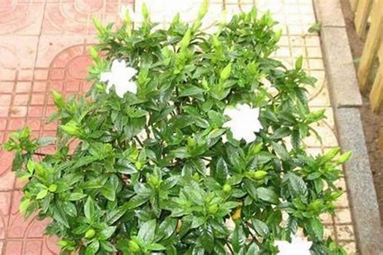栀子花适合在卧室养吗 栀子花怎么养护