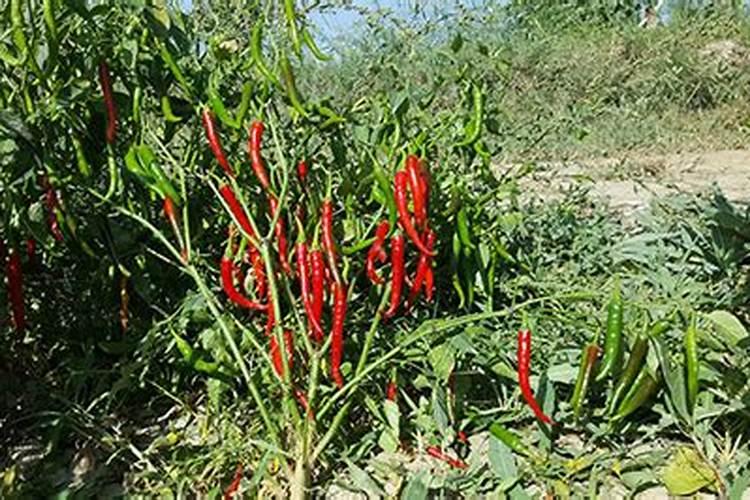 辣椒的种植需要什么肥料