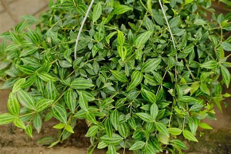 钻石翡翠吊兰白脉椒草冬天狂掉叶子怎么办？