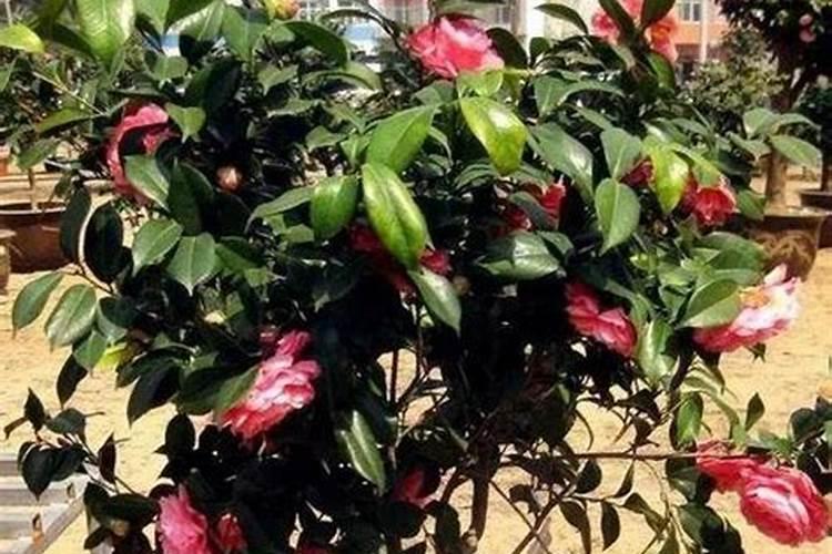 茶花施什么肥最好