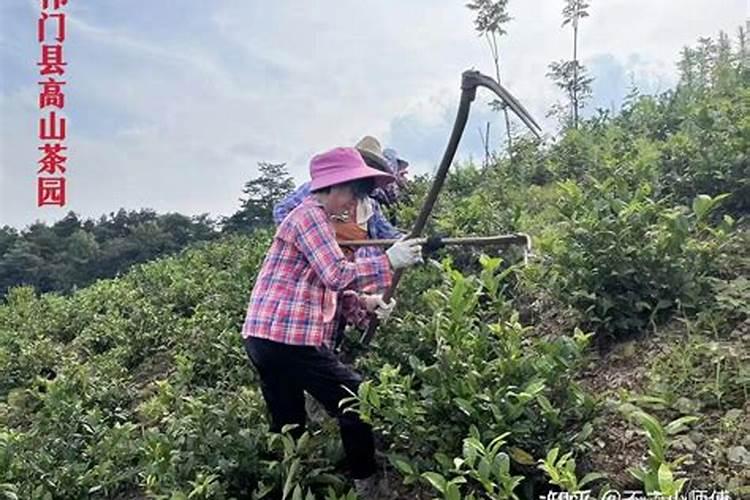 茶叶的用肥方法