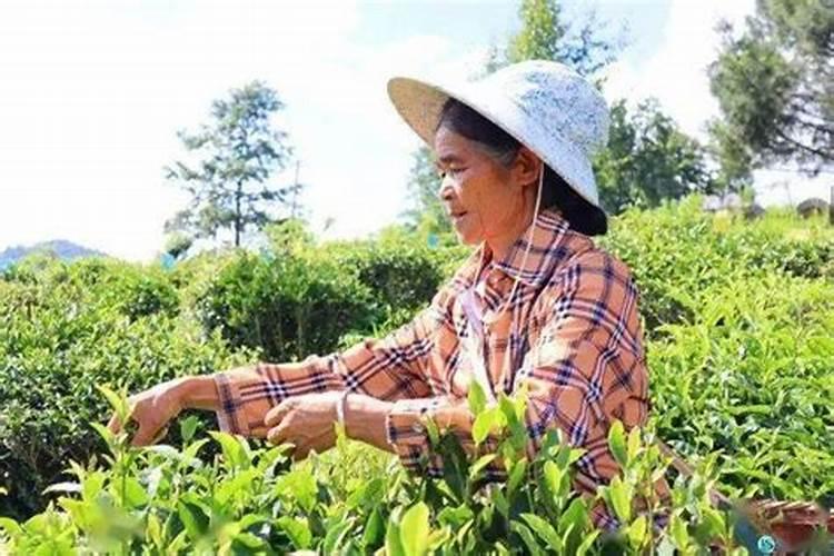 安吉白茶施肥管理,一年都需要施肥3~5次!