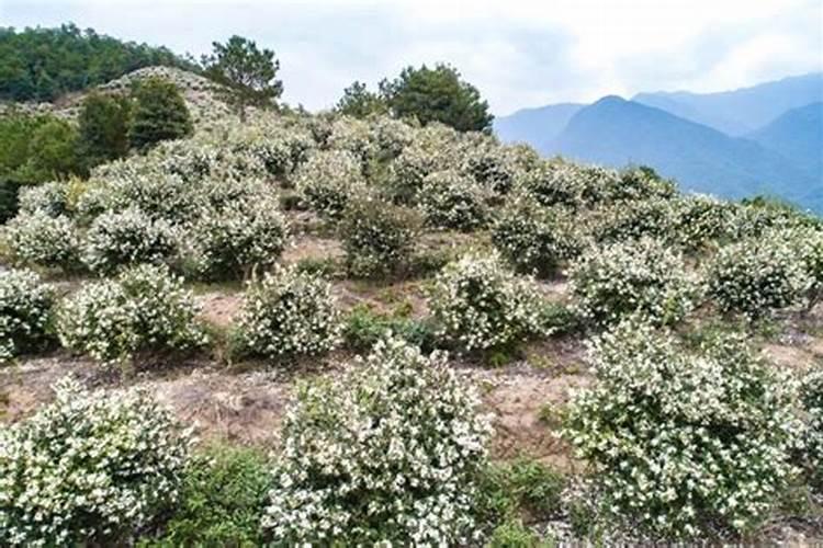 油茶树什么时候施肥