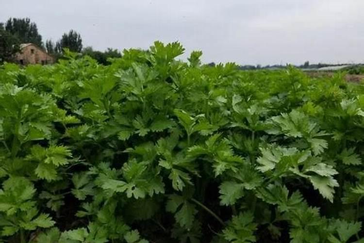 芹菜施肥方法