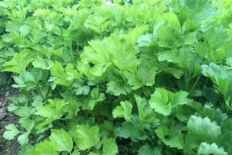 芹菜追肥用什么肥料好