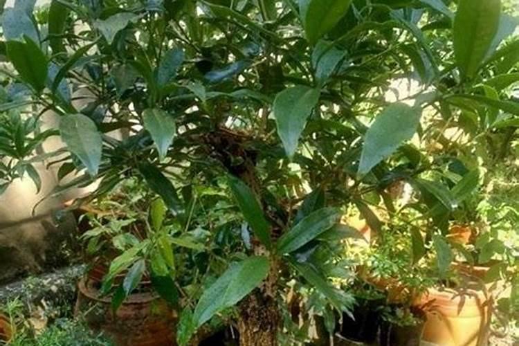 桂花树枝叶少用什么叶面肥能让枝叶茂盛