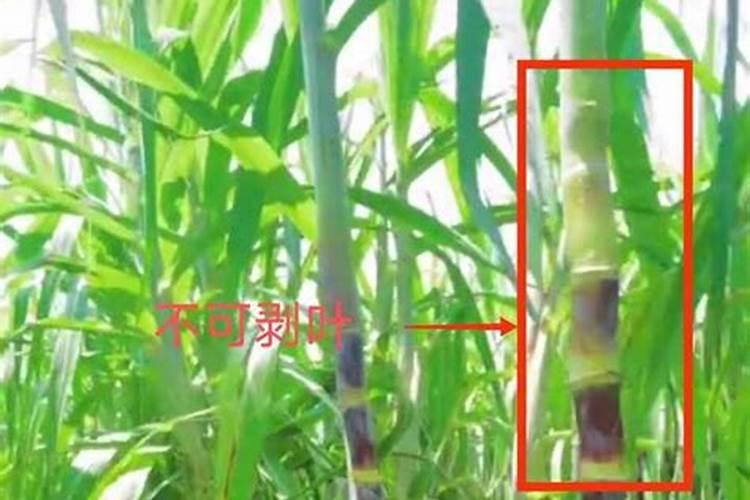 工业合成氨属于人工固氮吗