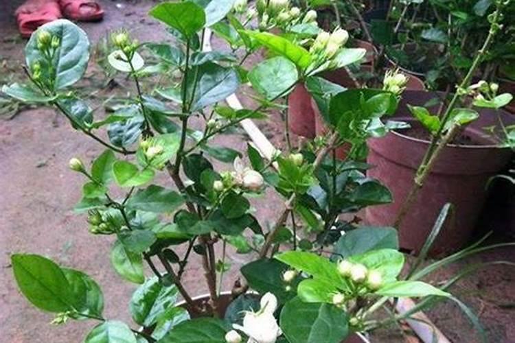 茉莉花的养殖方法和注意事项