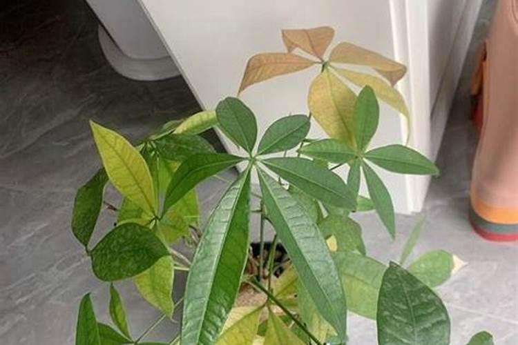 怎么给发财树施肥,施肥太多叶都干了怎么办