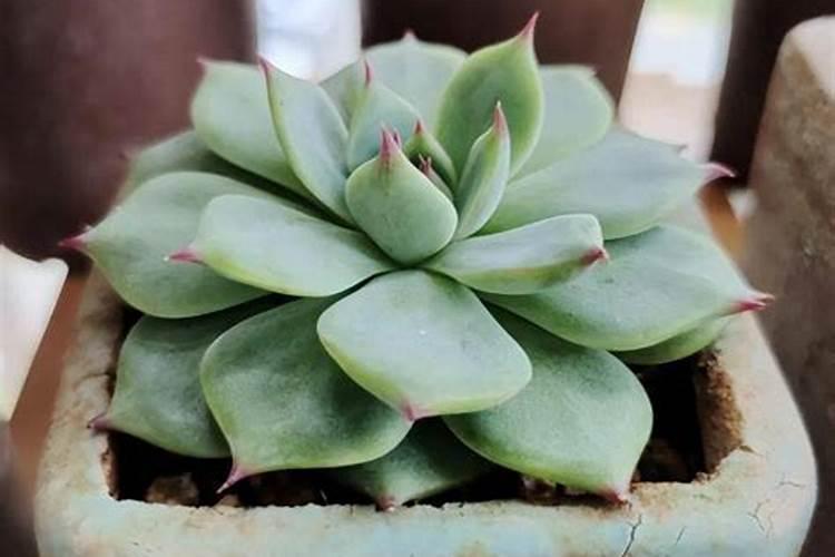 多肉玉露如何养殖