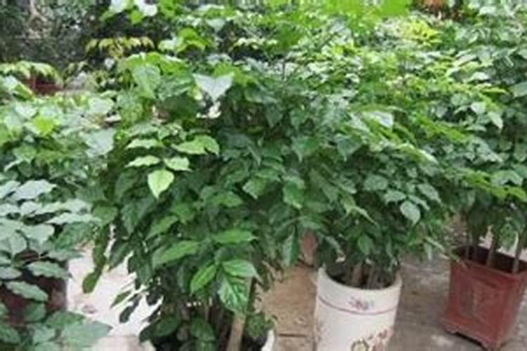 绿宝树用什么肥料最好