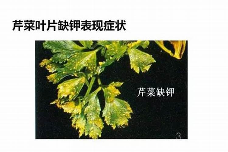 韭菜施什么肥料长得快