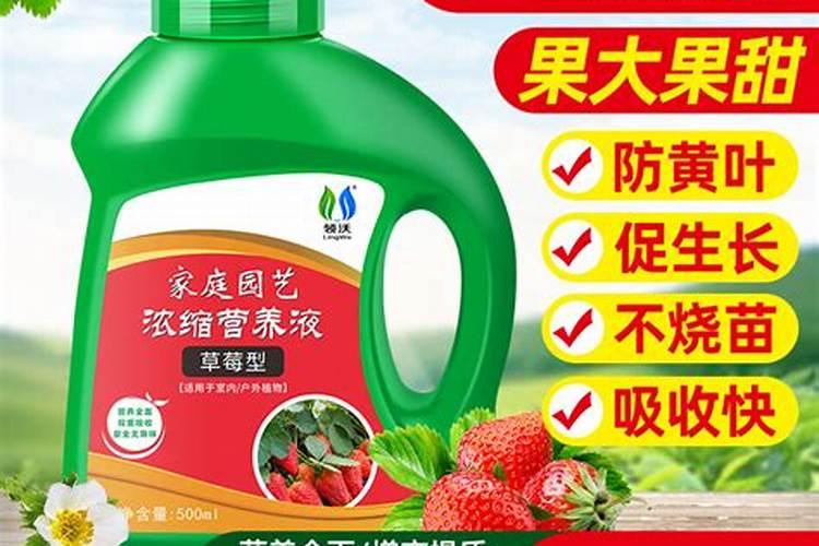 草莓肥料哪些最好