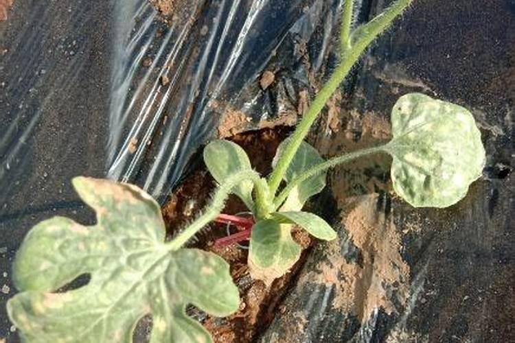 复合肥能溶解水中冲施吗