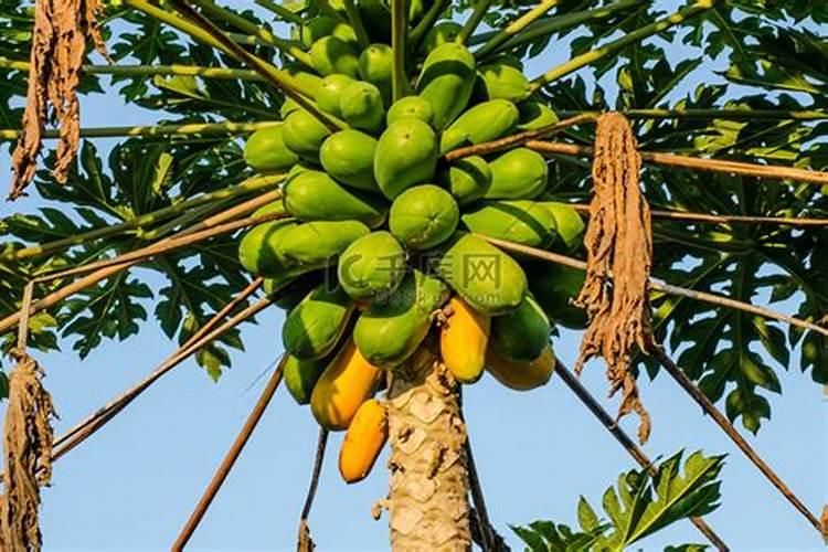 木瓜树如何施肥