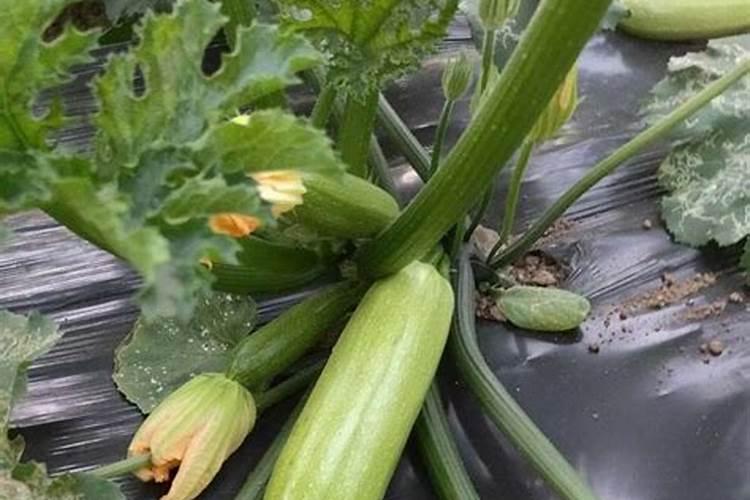 大棚种植西葫芦,在坐瓜后出现瓜不膨大的现象,该怎样处理呢？