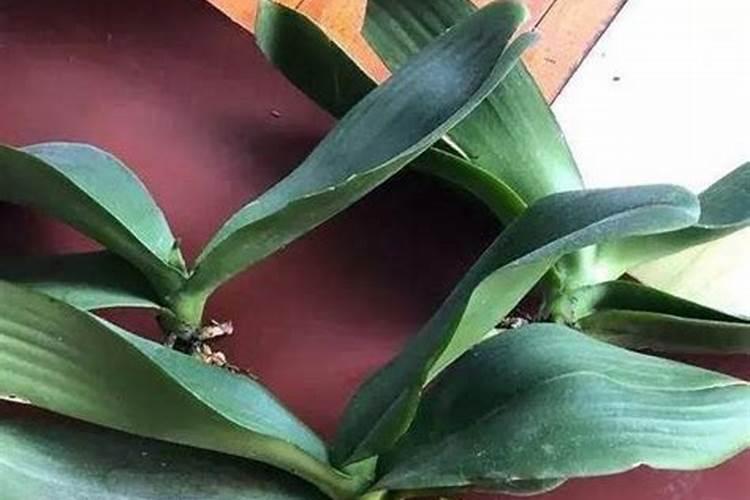 瓶苗蝴蝶兰用什么肥