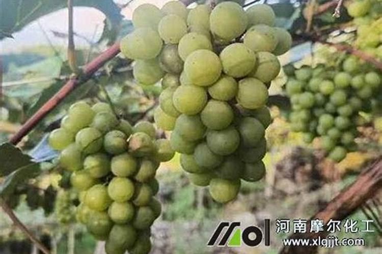 甘蔗能不能施硼肥