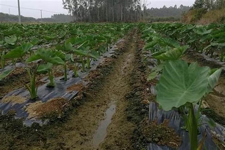 种香芋施什么肥最好