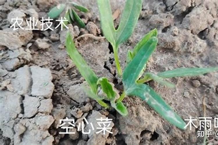 空心菜如何施肥