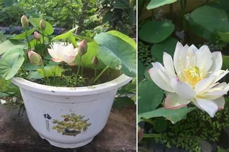 甘蔗需要在什么时间阶段,施肥是最好的时候？