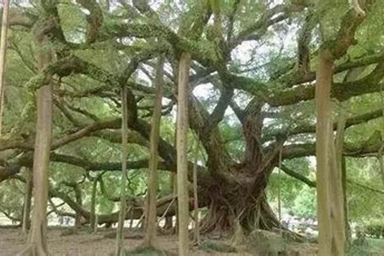 榕树榕树生长规律