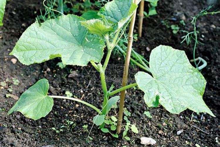 黄瓜定植期用什么肥效果好