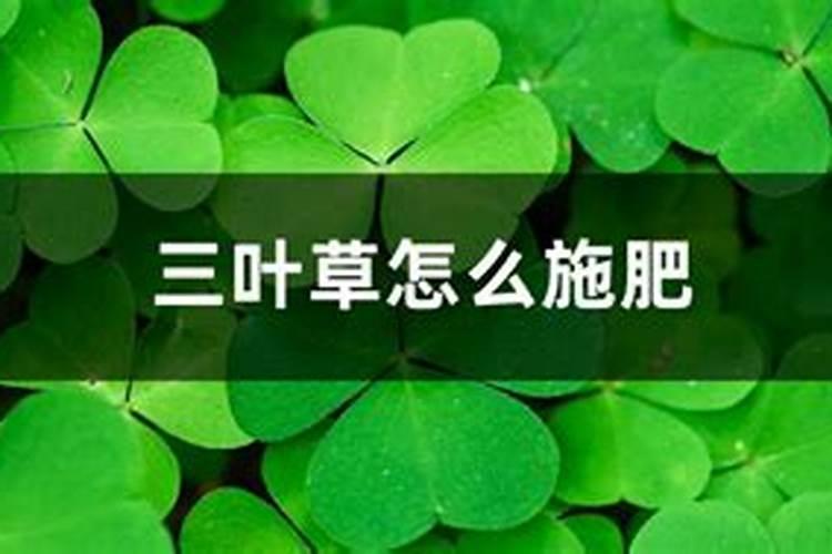 三叶草怎么施肥