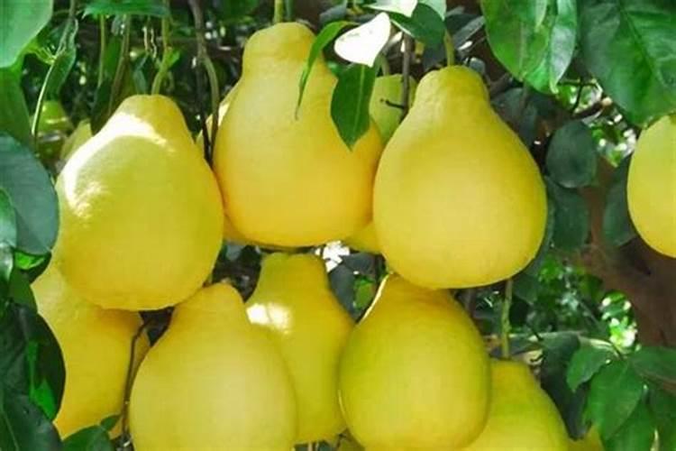 柚子树施水溶肥有什么规律？柚子各个时期施水溶肥方法