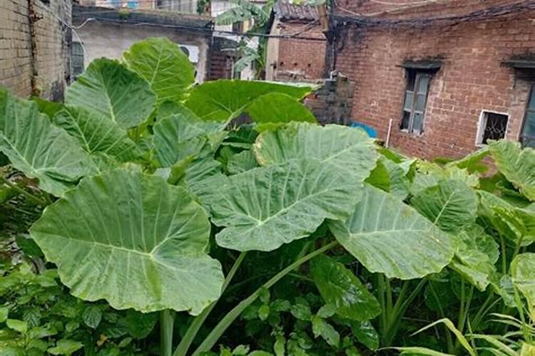芋头什么时候喷施磷酸二氢钾(芋头膨大期施什么肥能膨大)