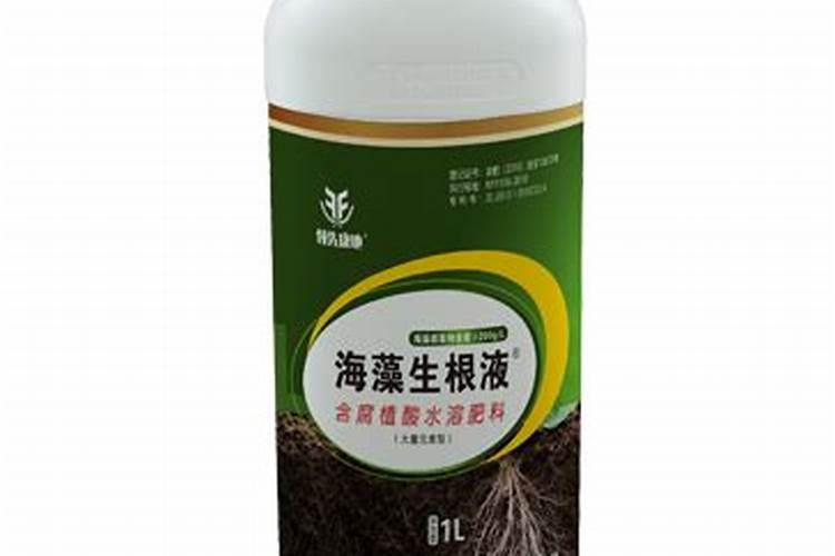 冲施海藻精生根需要几天