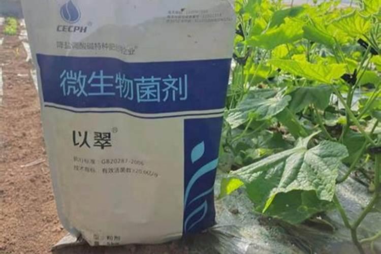 蟹爪兰埋黄豆的好处