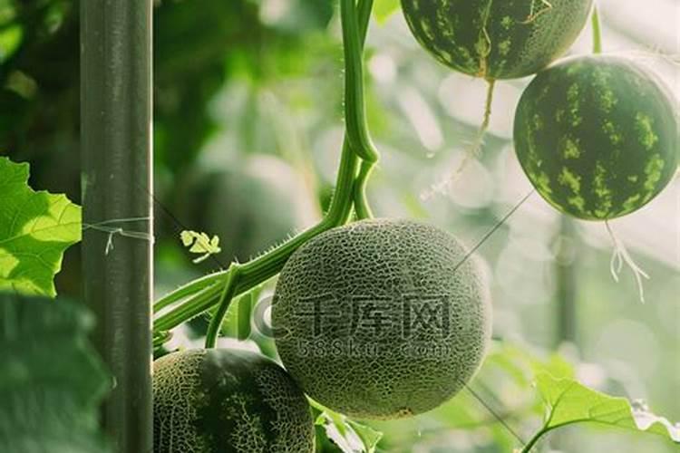 种香瓜用什么肥料最好