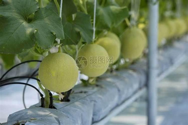 香瓜施什么肥料最好