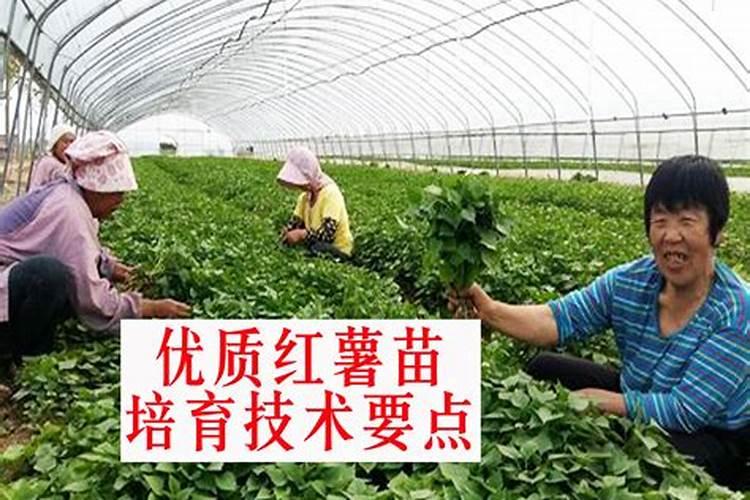 红薯种植苗期病虫害管理 红薯养殖方法总结