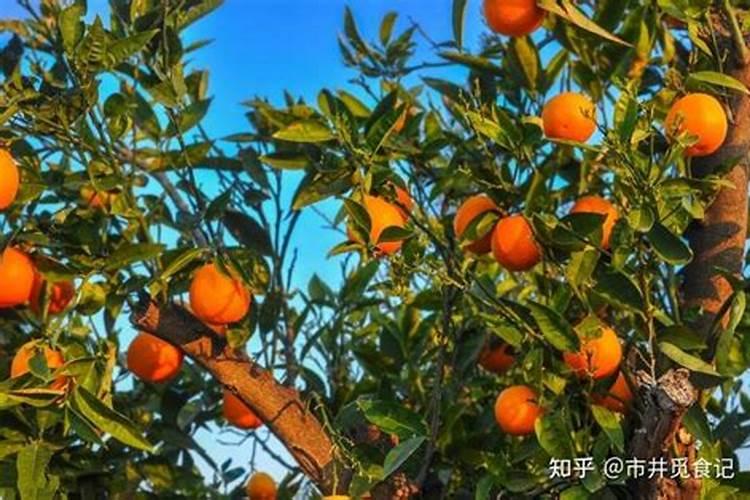 用赤霉素好还是磷酸二氢钾好