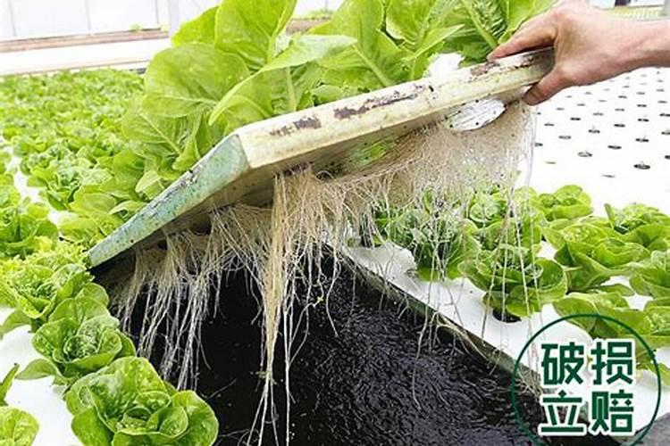 什么植物适合水培