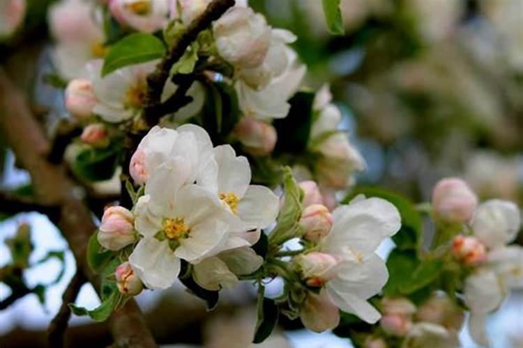开花植物何时施肥？施什么肥？记住两个关键时间,花多多!