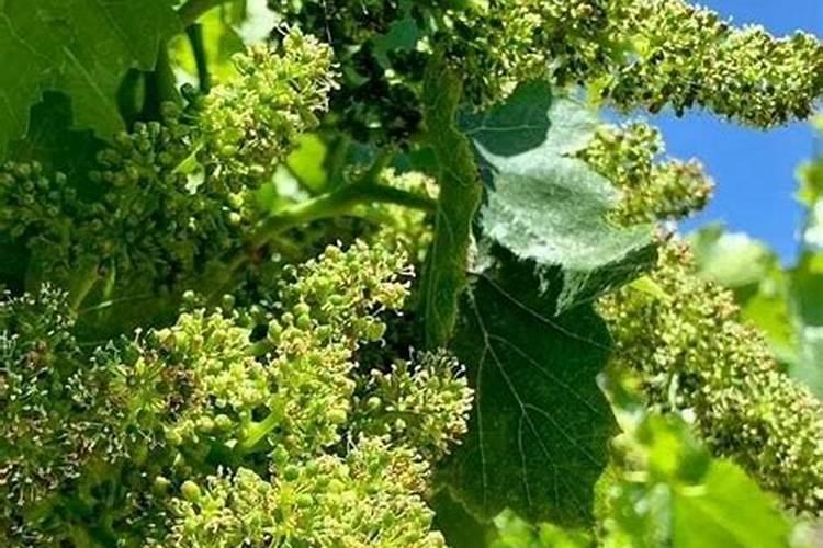 微生物菌剂和生物有机肥的区别