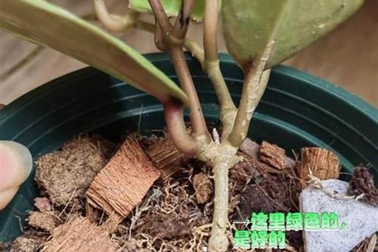 球兰怎么养殖方法和注意事项