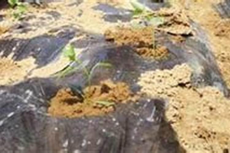 怎样用阿司匹林养兰花