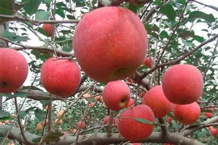 苹果树用什么肥料进行追肥