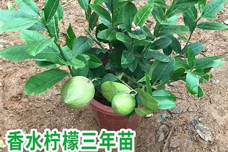 余甘果怎么种