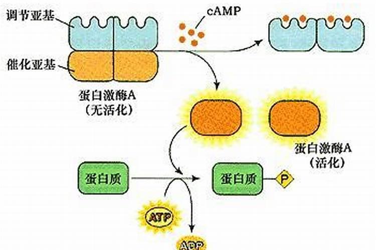 高钾肥料有什么作用