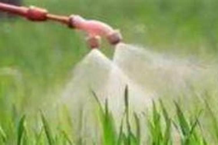 先正达冠无双叶面肥加苗后除草剂打可以吗