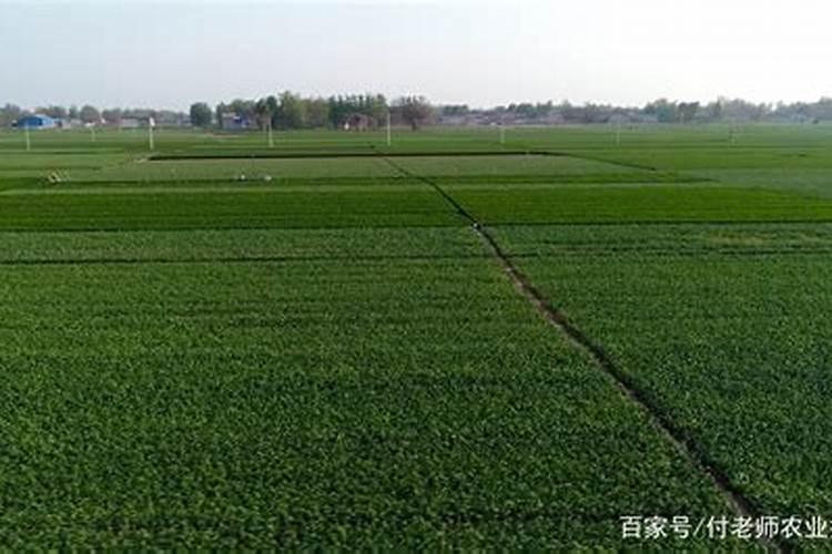 大蒜已抽苔打芸苔素能打吗？