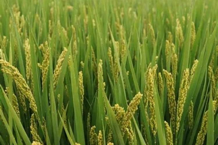 硼肥的用量、作用及使用方法