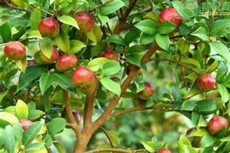 油茶树一年施几次肥料